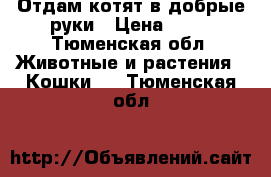 Отдам котят в добрые руки › Цена ­ 50 - Тюменская обл. Животные и растения » Кошки   . Тюменская обл.